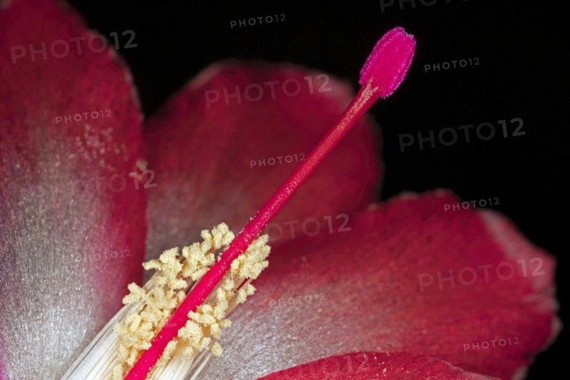 Red flower of a Schlumbergera from the cactus family