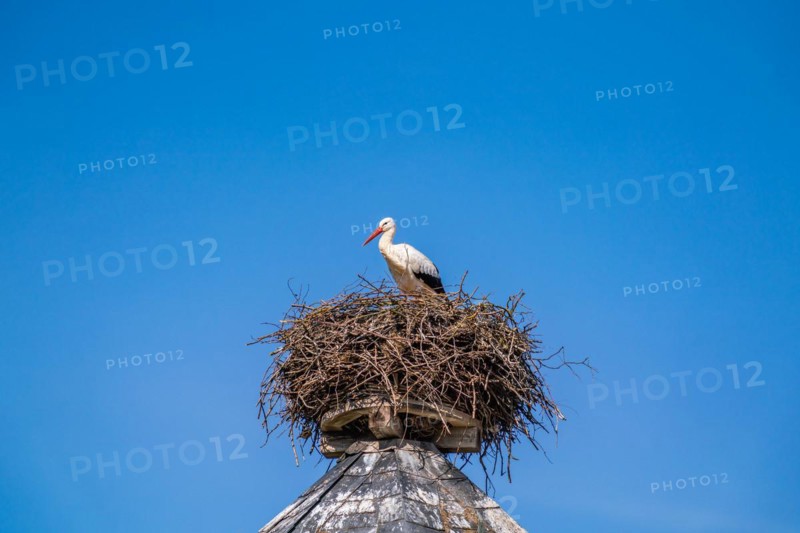 White stork