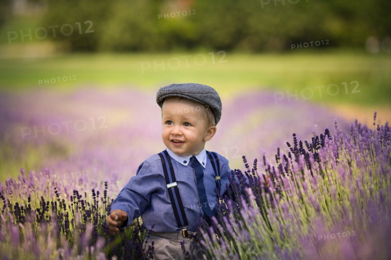 Beautiful little boy on a sunny day in a lavender field. Poland