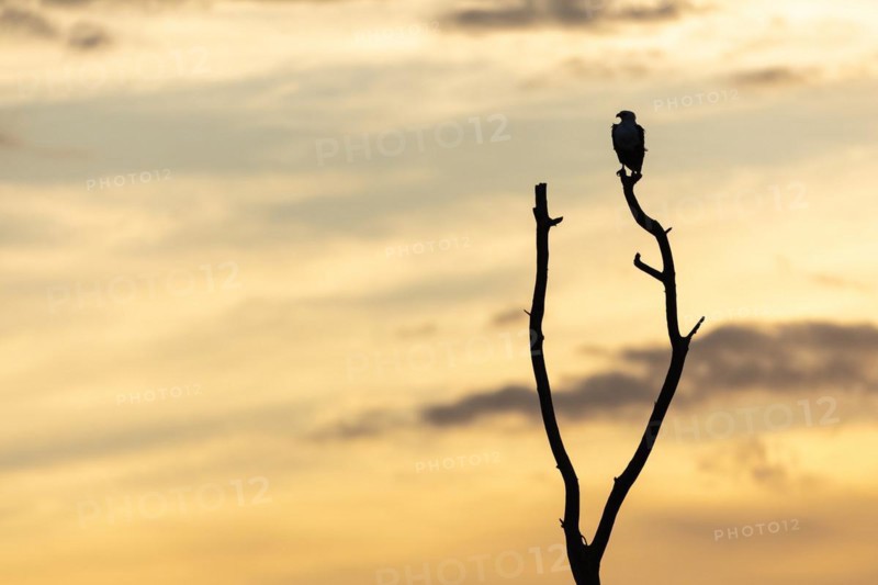 African Fish Eagle