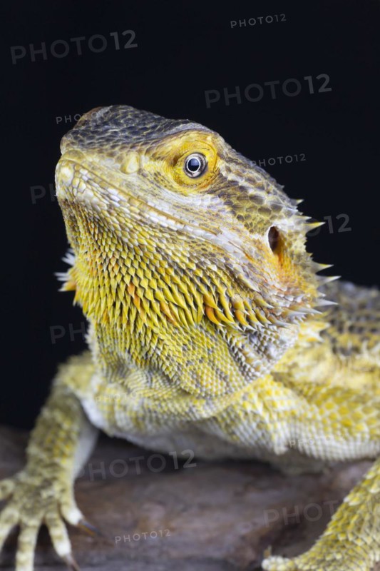 Bearded Dragon