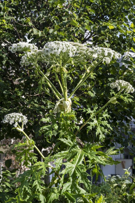 Giant hogweed