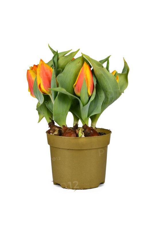 Tulip