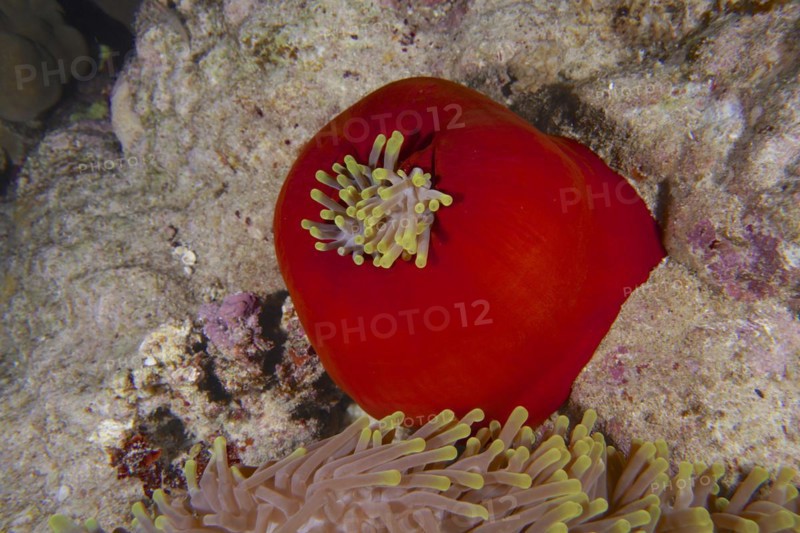 Closed splendour anemone