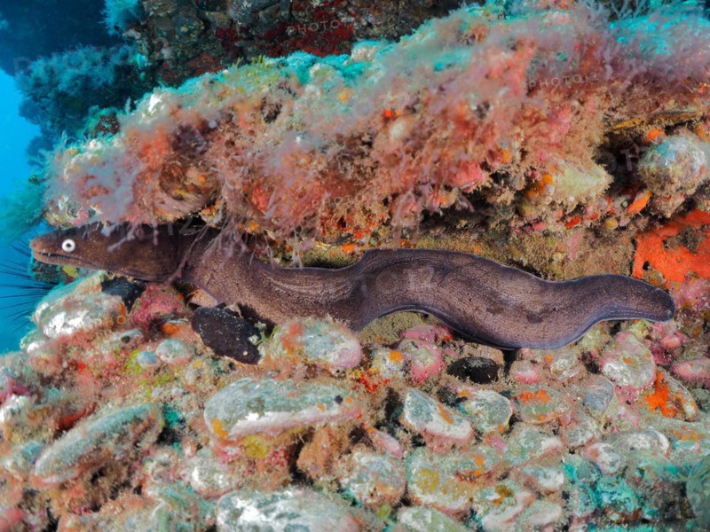 Black moray eel