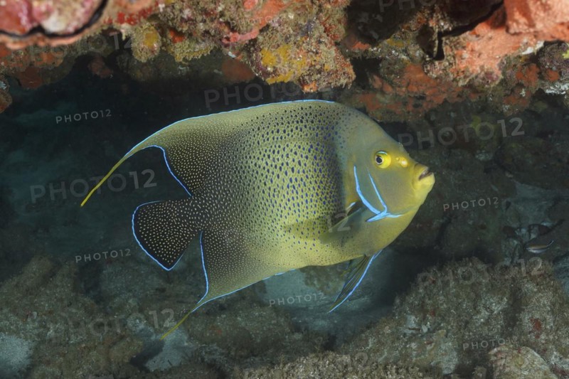 Koran angelfish