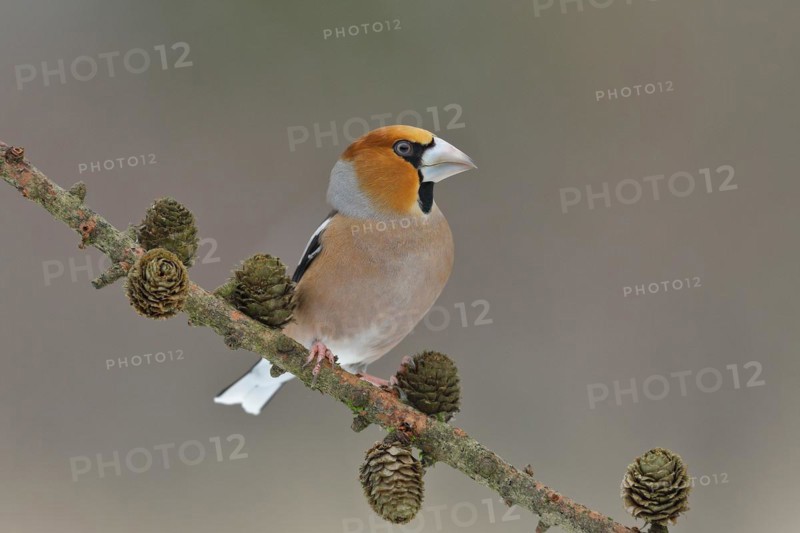 Hawfinch