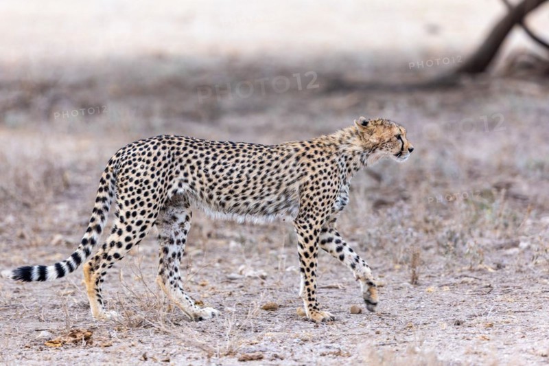 Cheetah