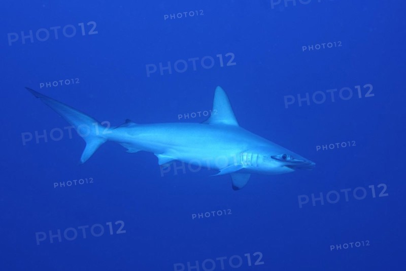 Scalloped hammerhead