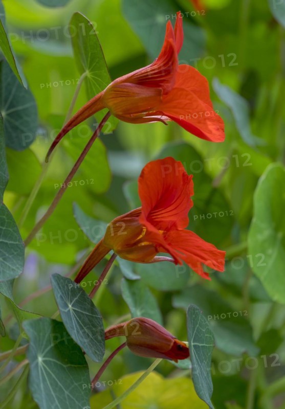 Red flowering nasturtium