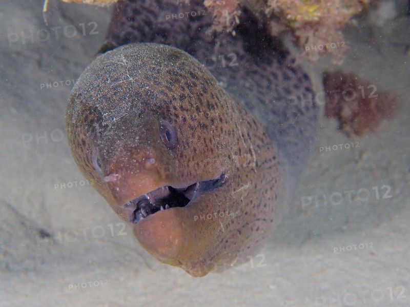 Portrait of giant moray