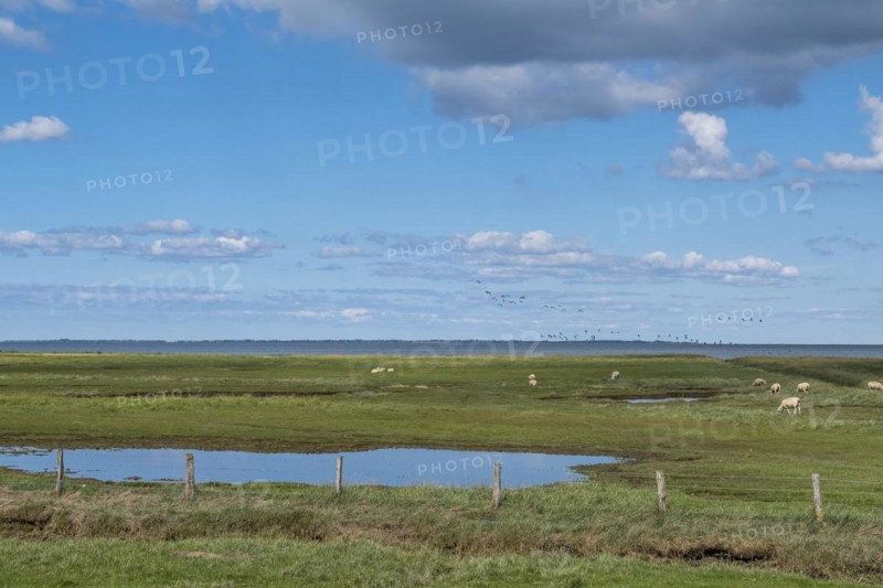 Salt marshes