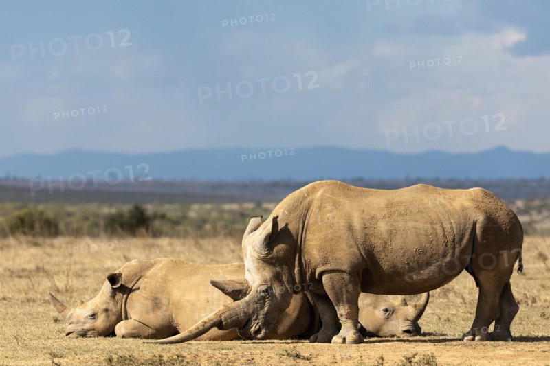 White rhinoceros