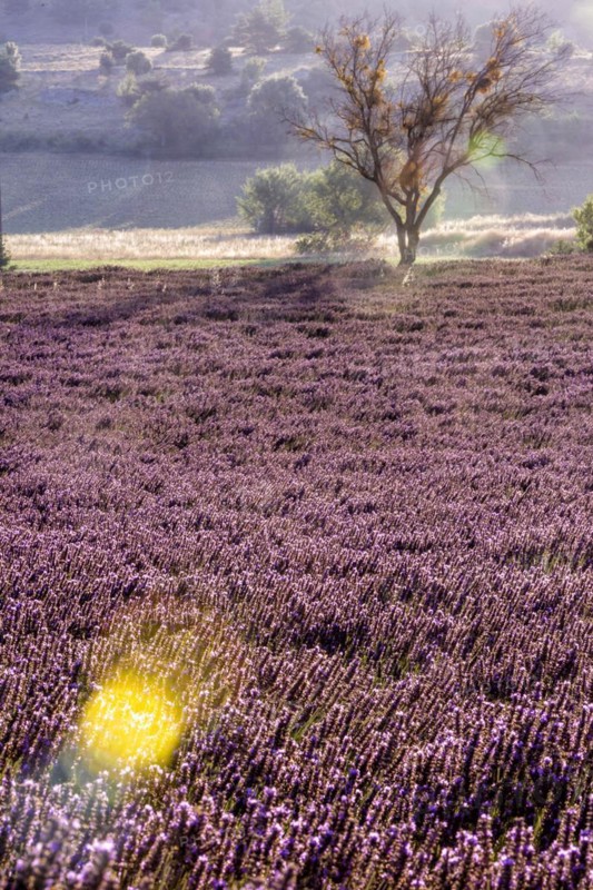 Lavender