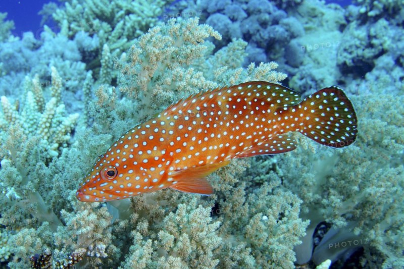Jewel grouper