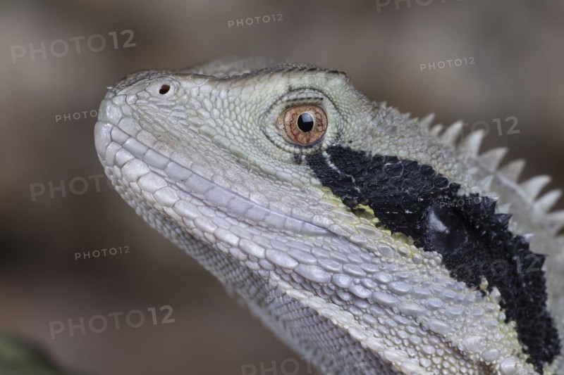 Bearded Dragon