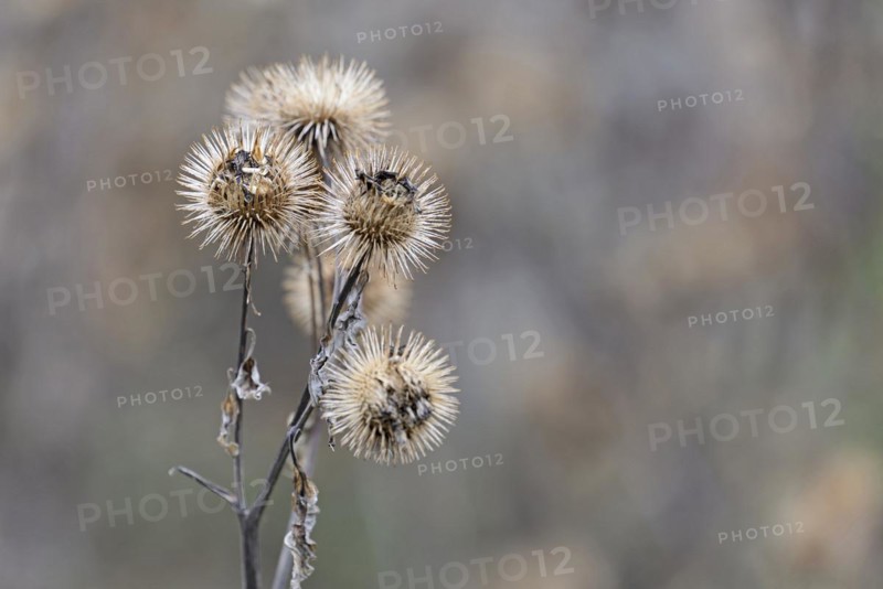 Burdocks