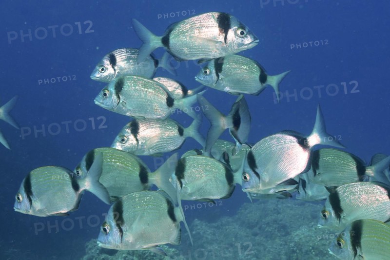 Group