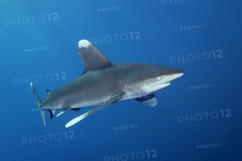 Oceanic whitetip shark