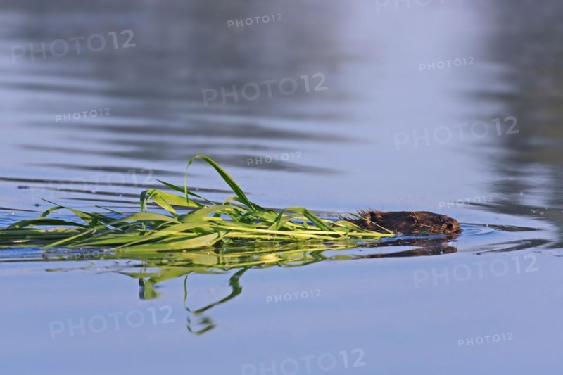 Close up of Eurasian beaver