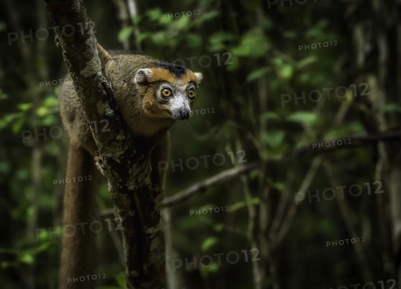 A male crowned lemur