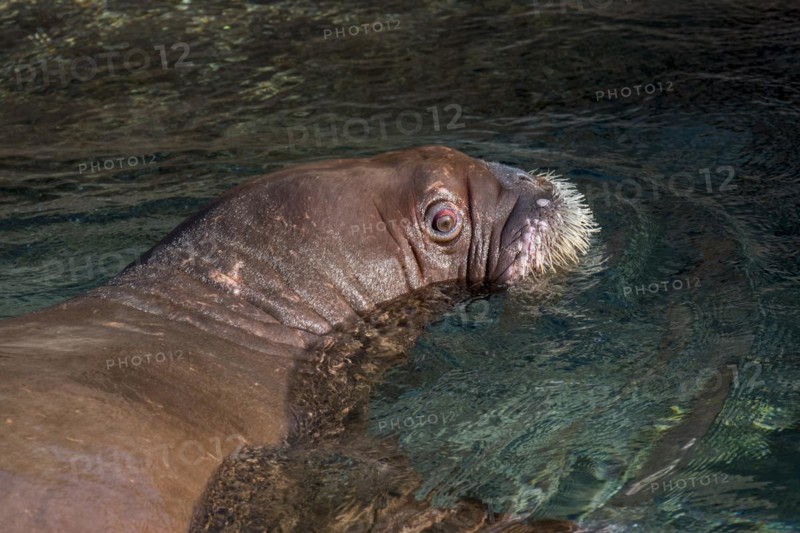 Walrus
