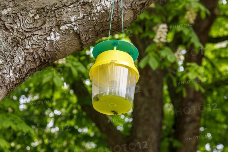 Attractant funnel trap or also pheromone trap in chestnut trees
