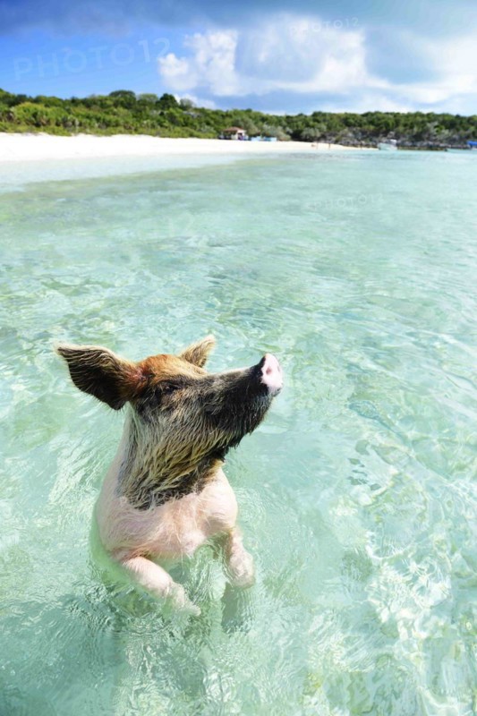 Swimming Pig