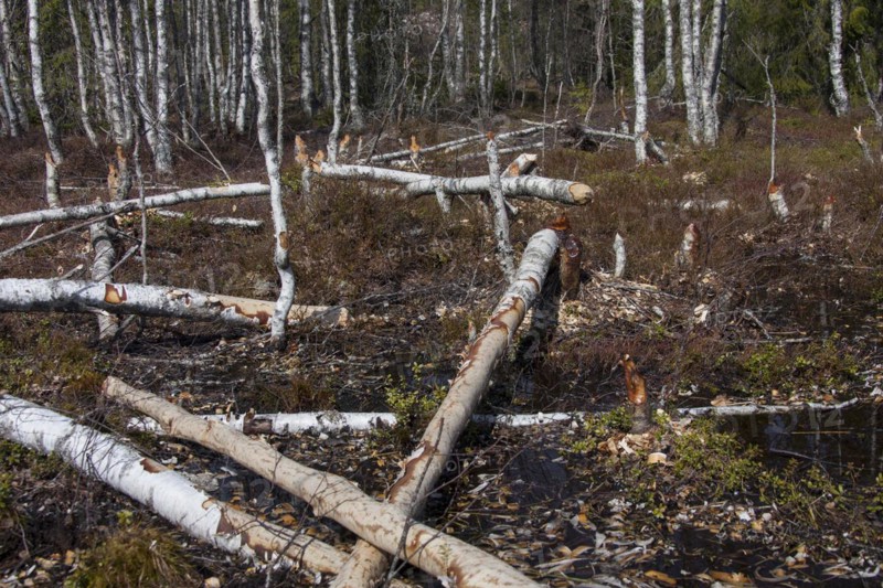 Felled birch trees by Eurasian beaver