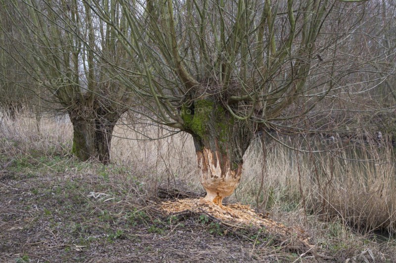 Thick tree trunk of pollard willow showing teeth marks and wood chips from gnawing by Eurasian beaver