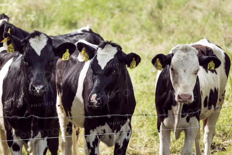 Cows in a paddock behind a pasture fence