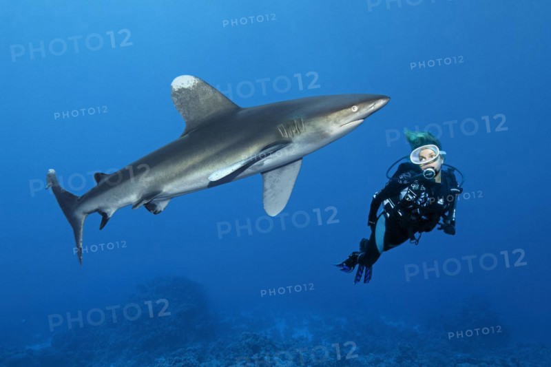 Diver watching oceanic whitetip shark