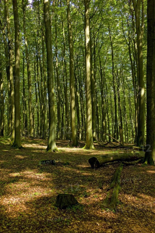 Forest near the Koenigsstuhl