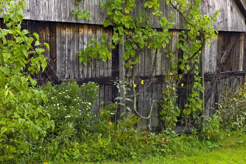 Wild vine growing on a barn wall