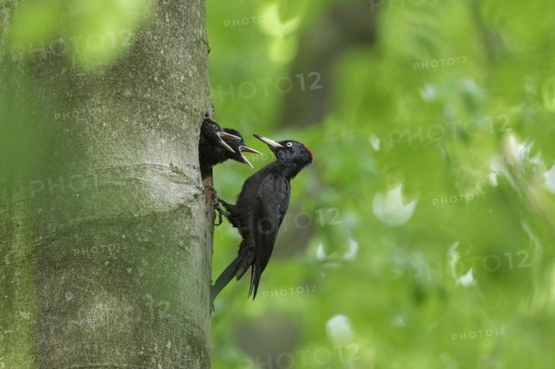 Black woodpecker