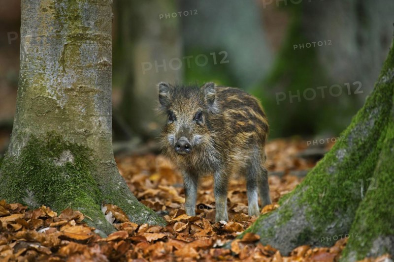 Wild boar