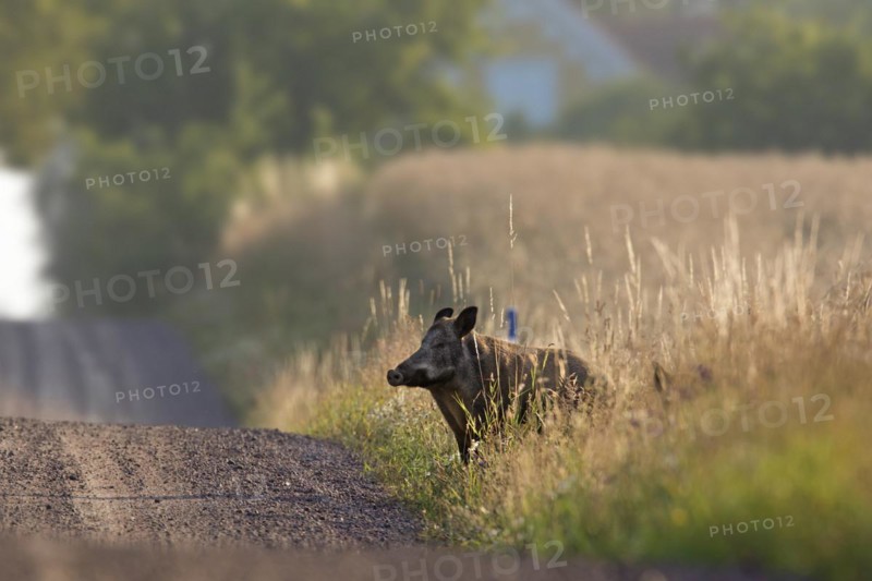 Wild boar