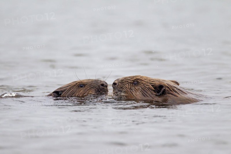 Close up of two Eurasian beavers