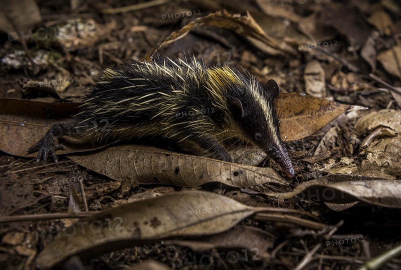 A striped tancrek on the forest floor of Masoala National Park in north-eastern Madagascar