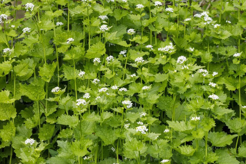 Garlic mustard
