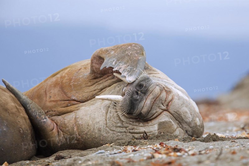 Male walrus