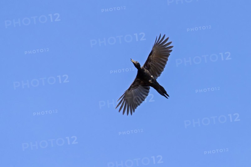 Black woodpecker