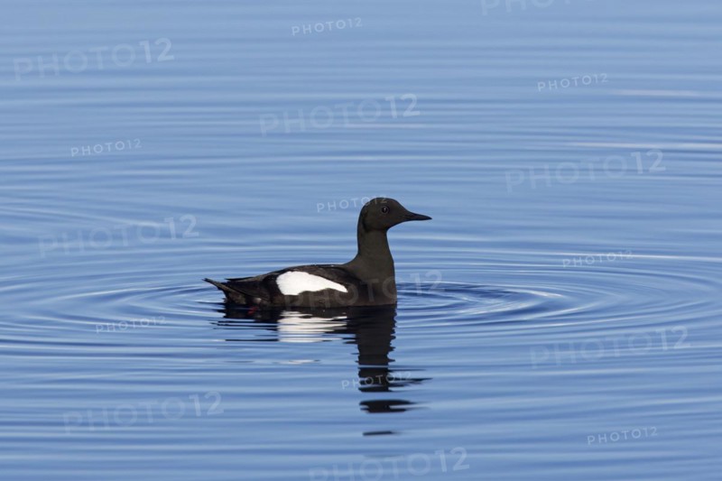 Black guillemot