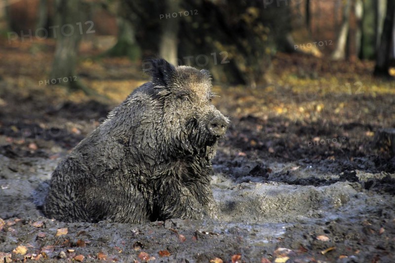 Wild boar