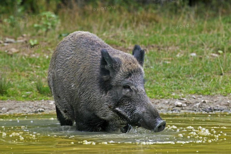 Wild boar