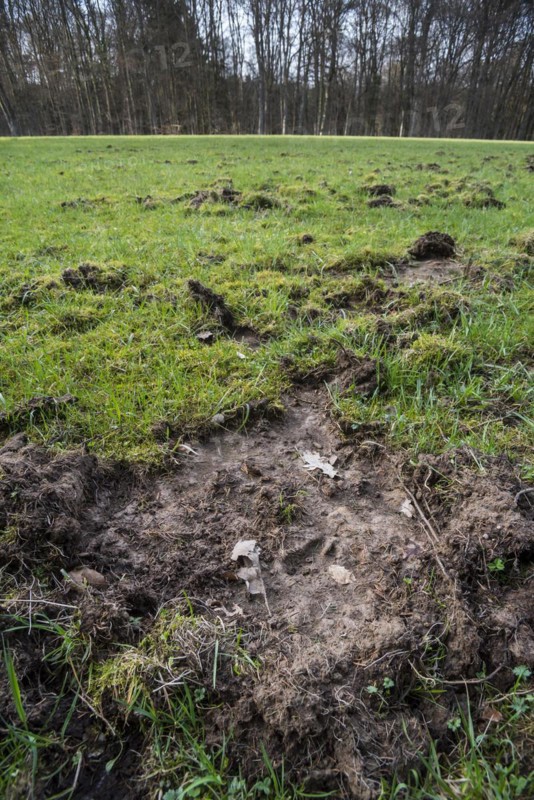 Footprint in ruined grassland