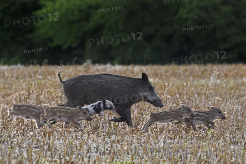 Wild boar