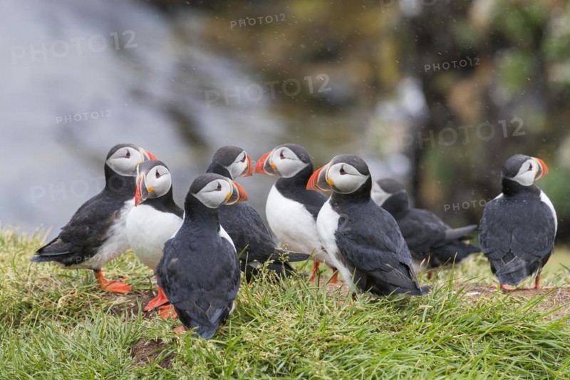 Atlantic puffins