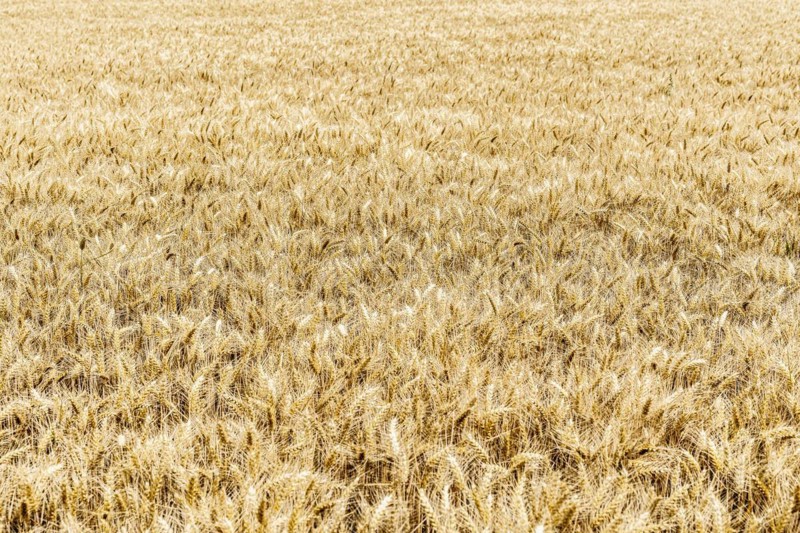 Triticale in a field
