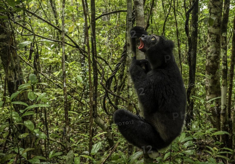 An Indri Lemur in the rainforests of Analamazaotra National Park in eastern Madagascar